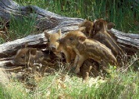 Wild Piglets, courtesy Don Savant