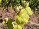 Young grapevine shoot