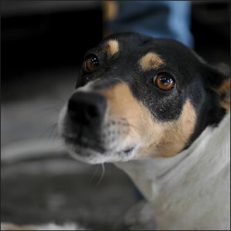 dogger