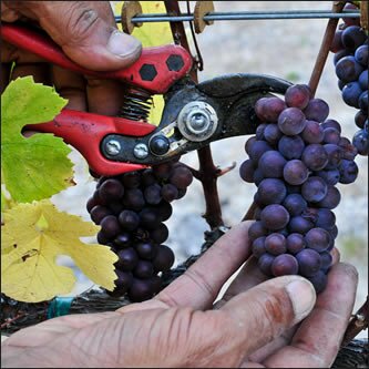 grapes